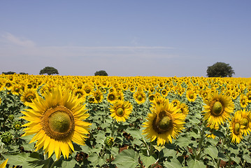 Image showing sunflowers