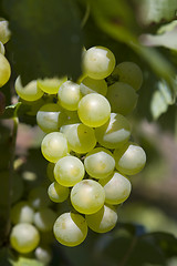 Image showing Grape