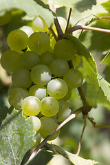 Image showing Grape