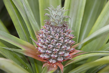 Image showing Pinapple