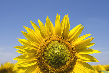 Image showing Sunflower