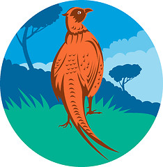 Image showing Pheasant bird 