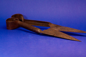 Image showing Sheep shears