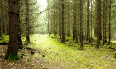 Image showing green forest