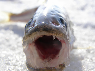 Image showing Fish Smelt