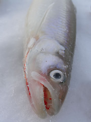 Image showing Fish Smelt