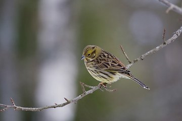 Image showing Yellowhammer