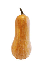 Image showing Pumpkin