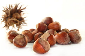 Image showing Hazelnut