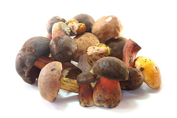 Image showing Wild mushrooms