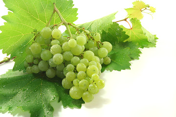 Image showing bright grapes