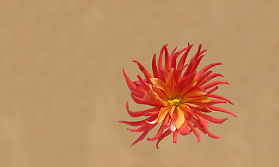 Image showing red dahlia flower