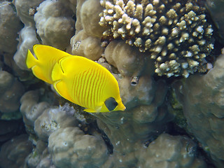 Image showing Masked Butterfly Fish always in pair