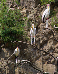 Image showing Ladder for storks