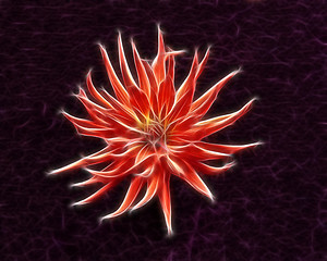 Image showing Fractal red dahlia flower