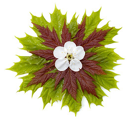 Image showing Maple leaves 1