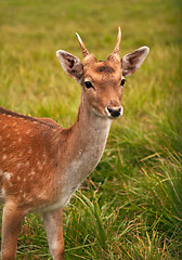 Image showing Roe deer