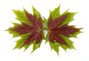 Image showing Maple leaves 2