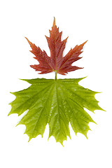 Image showing Maple leaves 3