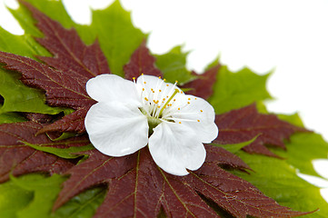 Image showing Maple leaves 4