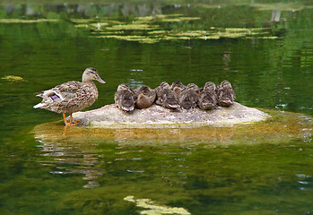 Image showing Ducks family