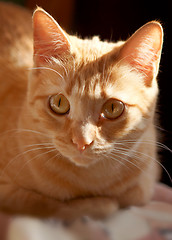 Image showing red cat close-up