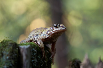 Image showing Toad at the stump