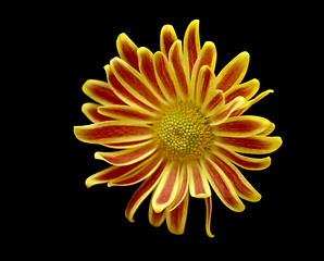 Image showing Yellow and red flower isolatel on black