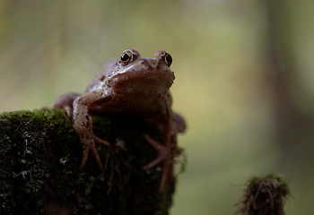 Image showing Toad at the stump