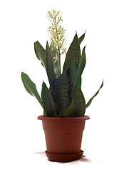 Image showing House Plant - Sansevieria