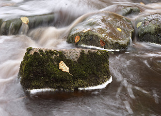 Image showing Leaves in the stream