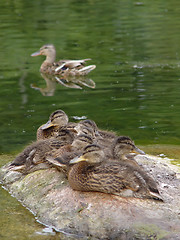 Image showing Wild duck with duckling at stone