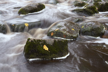 Image showing Leaves in the stream