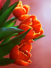 Image showing Red spring flowers