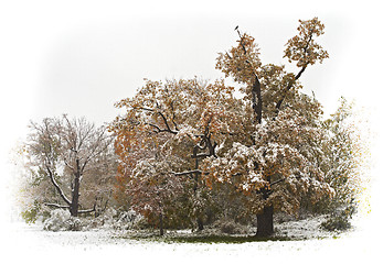 Image showing Autumn snow