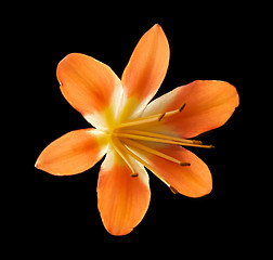 Image showing orange flower isolated on black