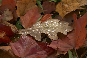 Image showing Oak leafs with water drops