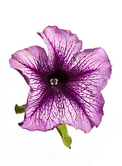 Image showing Lilac petunia flower isolated