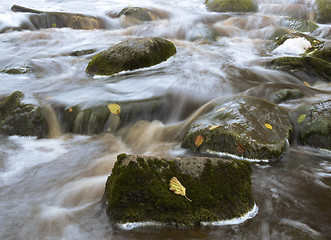 Image showing Leaves in the stream