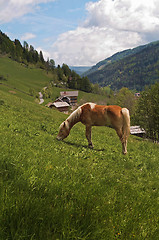 Image showing Haflinger horse feeding in Alpes