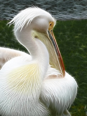 Image showing Electrical Pelican portrait