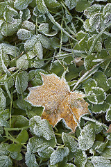 Image showing Hoar-frost on a fallen leaf and green grass