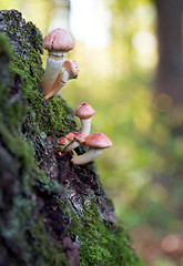 Image showing toadstool mushrooms