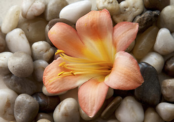 Image showing Flower on the rocks