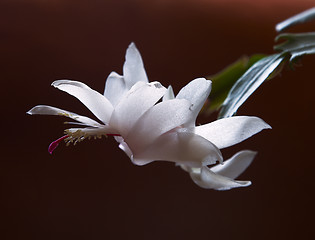 Image showing Beautiful white-Pink Flower