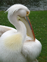 Image showing Pelican portrait