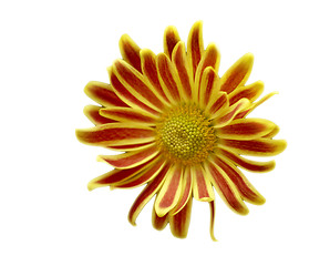 Image showing Yellow and red flower isolatel on white