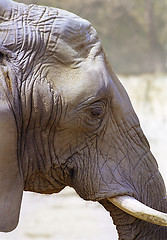 Image showing Elephant Skin Texture