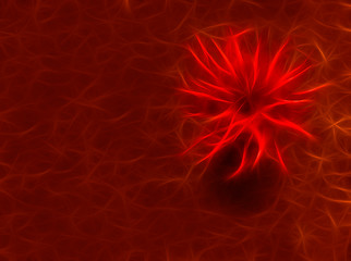 Image showing abstract red flower at crimson background