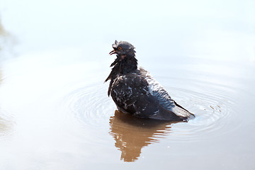 Image showing wet pigeon